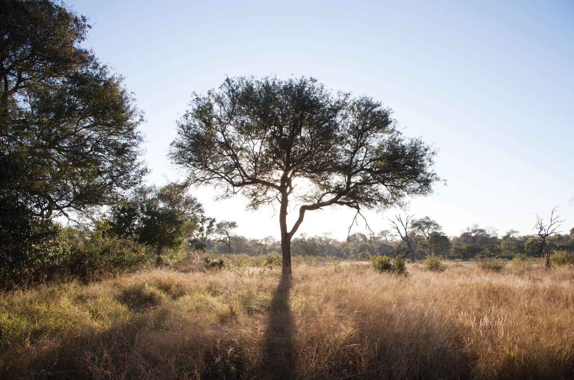 Kings Camp Private Game Reserve Klaserie Private Nature Reserve Esterno foto